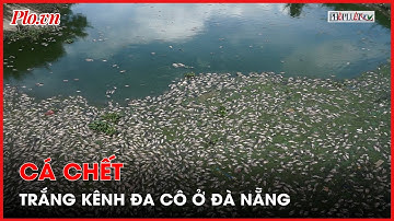 Cá chết trắng kênh Đa Cô ở Đà Nẵng - PLO