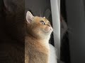 Etrafı çok tatlı gözetliyor 😻