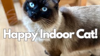 Bored Indoor Cat? 5 CRAZY EASY Tricks to Make Them HAPPY! (They'll LOVE You For This!)