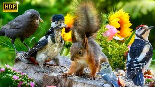 Cat TV 😸 Funny Woodpeckers, Little Birds \& Bushy-Tailed Squirrels for Dogs to Watch🐩 4K HDR 10hrs