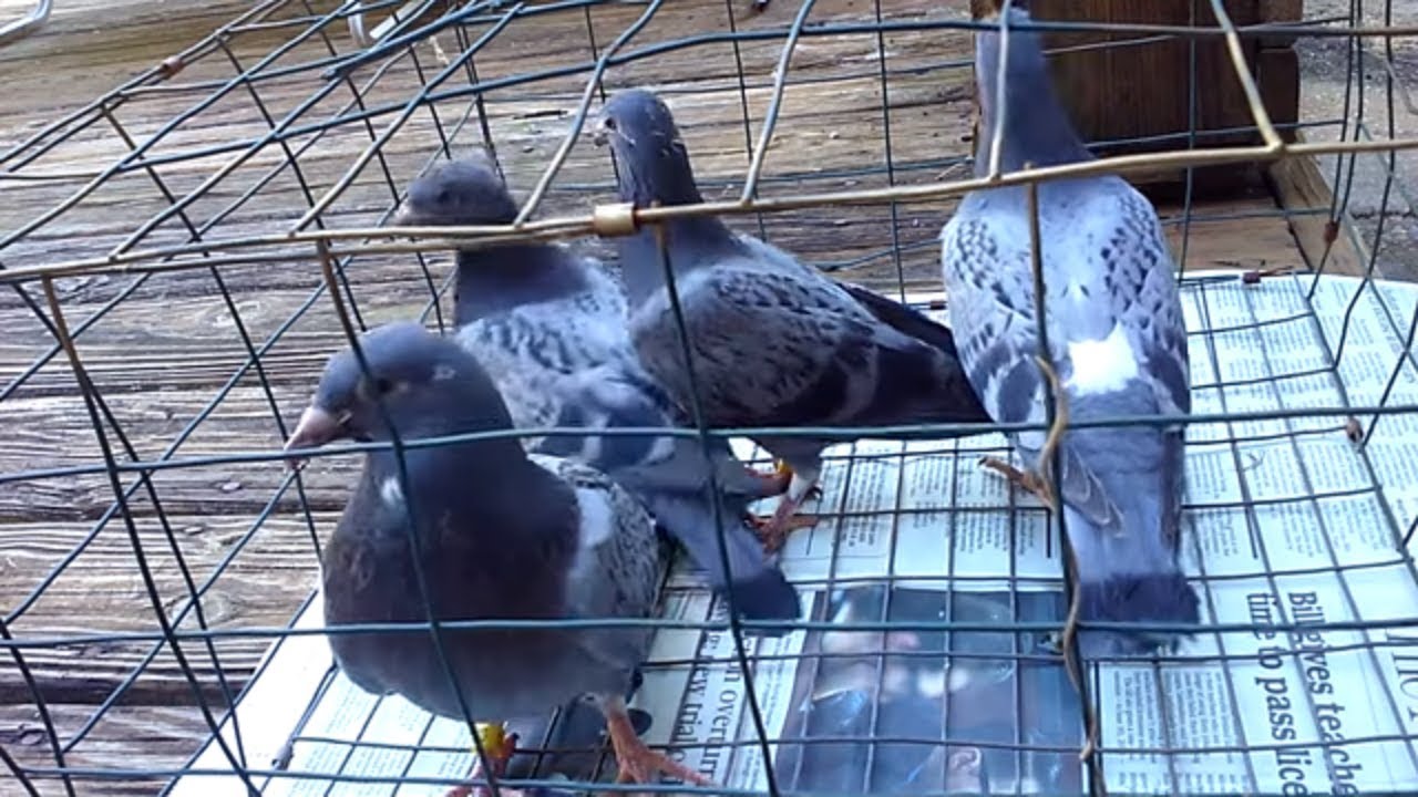 Four young racing pigeons for sale SOLD YouTube