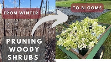 How to Prune Woody Shrubs for Cut Flowers