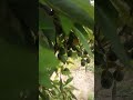 #AguacateHass 🥑