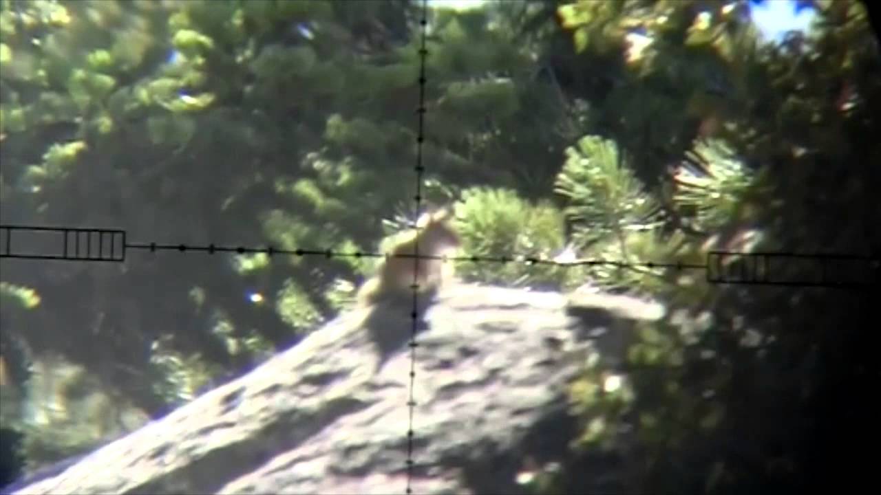 squirrel hunting Edgun matador air rifle YouTube