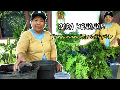 Video: Hippeastrum (55 Foto): Merawat Bunga Di Rumah. Dia Terlihat Seperti Apa? Bagaimana Cara Menanam Tanaman Hias? Bagaimana Cara Memilih Primer Untuk Hippeastrum?