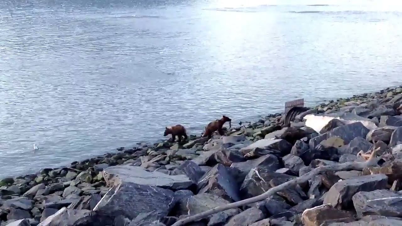 Valdez, Alaska July 2013 - Two grizzly cubs fishing in Prince William Sound - YouTube