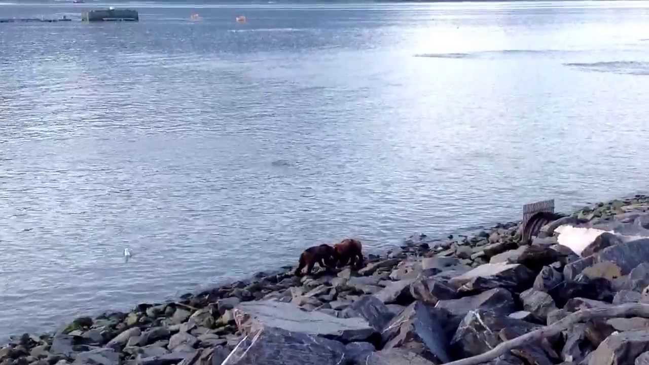 Valdez, Alaska July 2013 - Two grizzly cubs fishing in Prince William Sound - YouTube