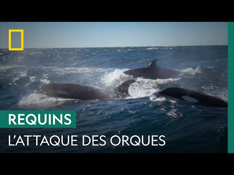 Vidéo: Est-ce que les orques mangent des requins ?