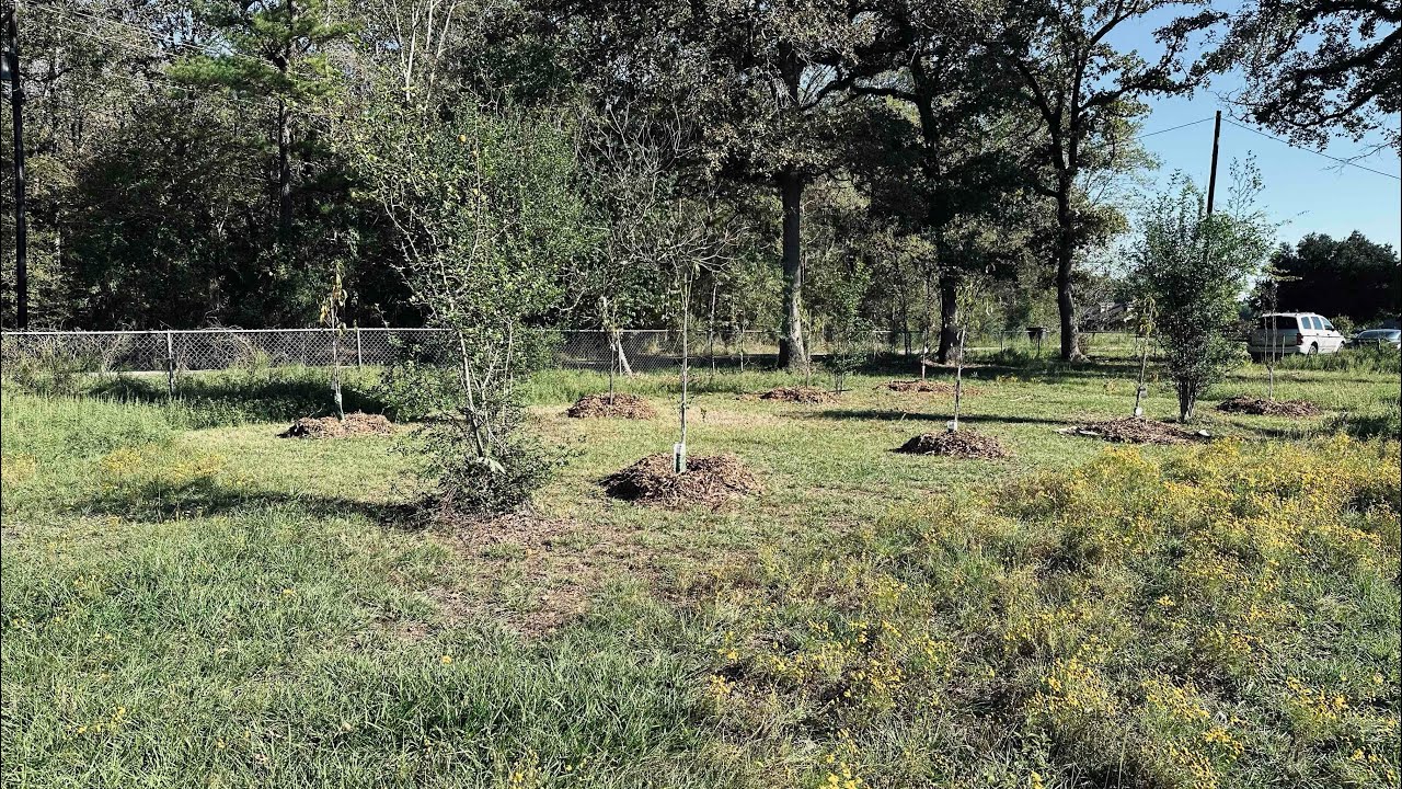 Starting an Orchard on a Budget