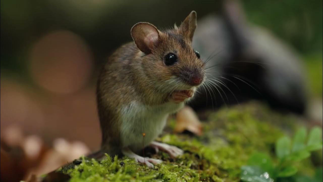 Geheimnisvolles Tschechien - Ein Land wie im Märchen Trailer - YouTube