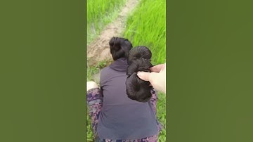 Búi tóc giả đẹp bên bờ ruộng xanh #buitoc #tocbui #tócgiả