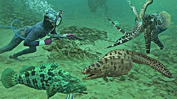 Lặn Gặp Cá Chình Cá Mú Mực Nang To Thăm Lại Điểm Chà Cụ Lâu Năm | P 819