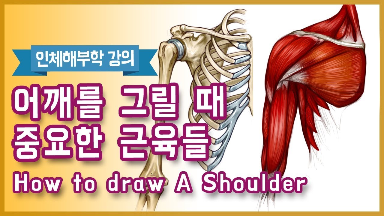 어깨에서 잘 보이는 근육들(How To Draw A Shoulder) - 오쌤 인체해부학(Anatomy Teacher O ...