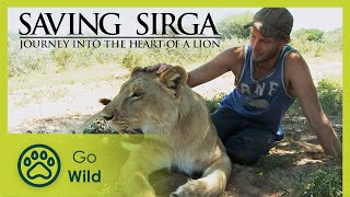 Dead Lion Walking - Saving Sirga: Journey Into the Heart of a Lion 1/6 - Go Wild