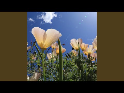 Why D You Have To Go So Soon Free Styled