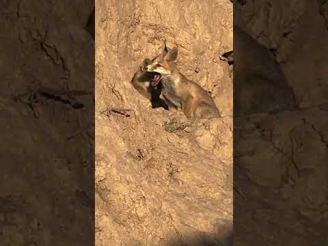 روباه حیات وحش محیط زیست