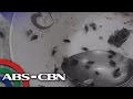 TV Patrol Pesteng langaw mula sa mga poultry farm, inireklamo