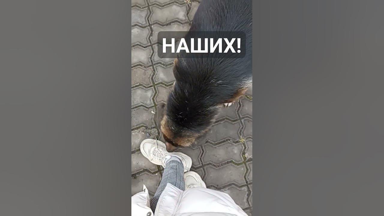 Мне конечно жалко всех бездомных собак, но наши выглядят посолиднее 😎 # ...