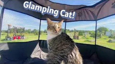 Watch the video about Kitty Cat Glamping Day | Cat Sun Bathing at Late Beautiful Summer Days of 2025 in the Prairie