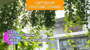 Cách cắt tỉa cây cúc tần Ấn Độ tạo môi trường làm việc Xanh - Sạch - Đẹp tại văn phòng công ty