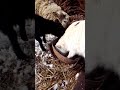 #овцы/sheeps/#shorts