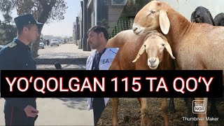 YOʻQOLGAN 115 TA QOʻY 2_QISIM  PORA BILAN USHLANGANLAR QOʻYLAR QAYERDA #yangiliklar2023 #siyosat_uz