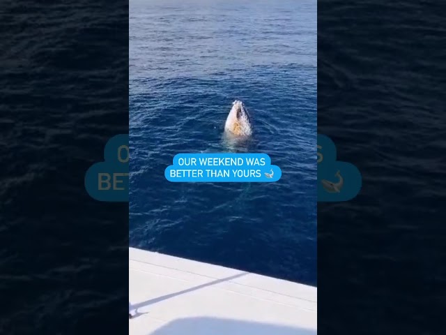 We were “mugged” twice this weekend out on the harbour, the official name for a close encounter with a whale on a sights