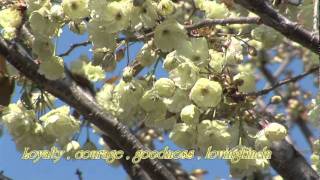 #86 Faithful Women, Christian Sisters - (guitar arrange of MIDI) Sing to Jehovah.