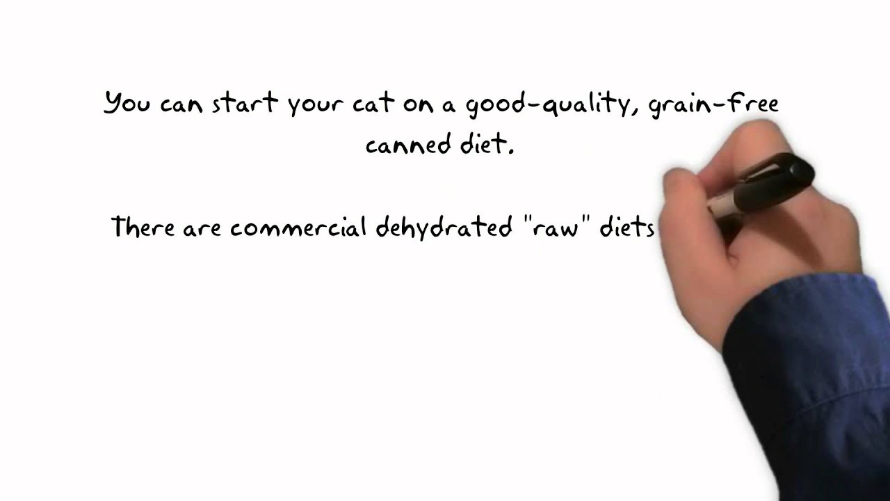 Cat's Diet - YouTube