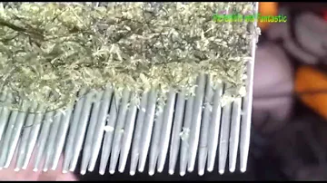 É normal ter piolho?