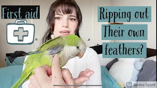 Why Your Bird Is Ripping Out Feathers | Reasons For Plucking Behaviour