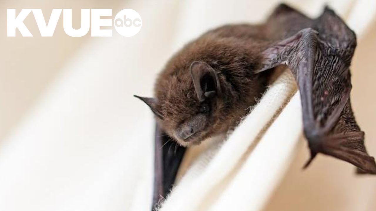 Rabid bat found at Tanger Outlets in San Marcos