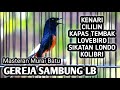 MASTERAN MURAI BATU FULL ISIAN TEMBAKAN KENARI CILILIN KAPAS TEMBAK LOVEBIRD SIKATAN LONDO