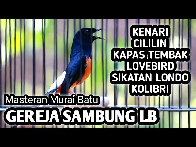 MASTERAN MURAI BATU FULL ISIAN TEMBAKAN KENARI CILILIN KAPAS TEMBAK LOVEBIRD SIKATAN LONDO class=