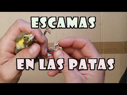 😟ÁCAROS en las PATAS de los CANARIOS hqdefault