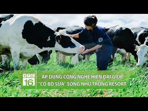 Chăn Nuôi Bò Sữa Phát Triển Mạnh Ở - Áp dụng công nghệ hiện đại giúp "cô bò sữa" sống như trong Resort | VTC16