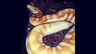 T-Albino Blood Python