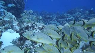 Chac-Choc 3 Reef Snorkel & Gl Bottom Boat Tours