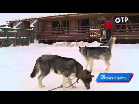 Малые города России: Нея - здесь проводят международные гонки на собачьих упряжках