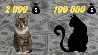 The Top 5 most 🐈  Expensive Cat Breeds In The World  🐱 2024 by Animal Expert Care 222 views 11 days ago 3 minutes, 54 seconds