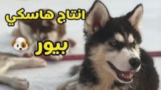 انتاج كلاب هاسكي  (السعوديه)