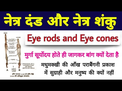 मानव नेत्र दंड और नेत्र शंकु | human eye rods and eye cone | rods and cones | eye rod and cone cells