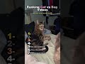 Ranking cat vs bag videos😸 #cat #funny #shorts
