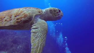 Scuba Diving in Belize 2015