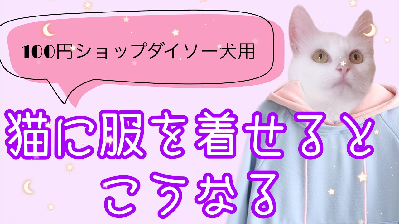 猫に服を着せるとこうなる 100円ショップダイソー購入犬用の服 Youtube 猫に服を着せるとこうなる 100円ショップダイソー購入犬用の服 Youtube