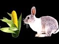 Как вводить в рацион кроликов кукурузу и можно ли давать листья, початки