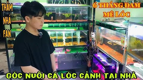 Thăm góc nuôi Cá Lóc cảnh của Fan - Thái Salem