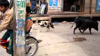 This Little Piggy Went To Market