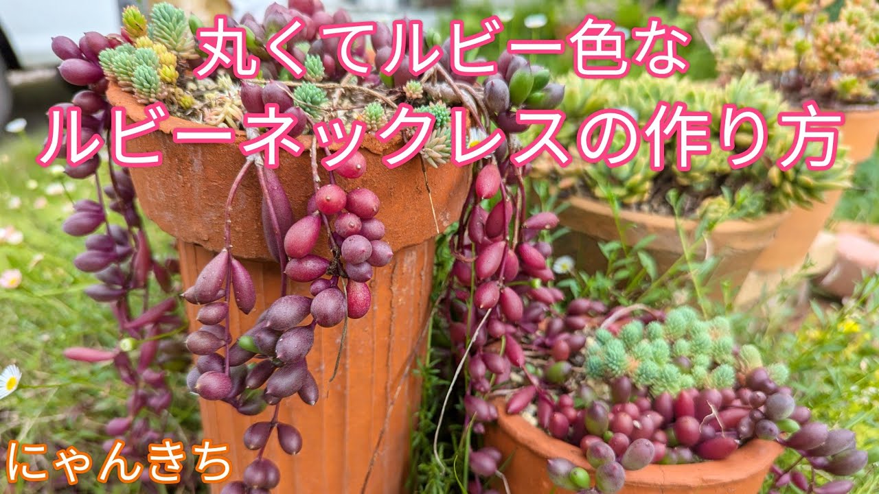 Succulents] How to make a round ruby-colored ruby ​​necklace