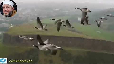 تلاوة خاشعة بصوت الشيخ محمود المبيض من سورة النمل 63-66